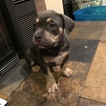Small Photo #7 American Bully Puppy For Sale in JOLIET, IL, USA