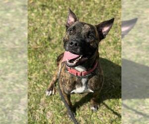 Black Mouth Cur-Unknown Mix Dogs for adoption in Fort Lauderdale, FL, USA