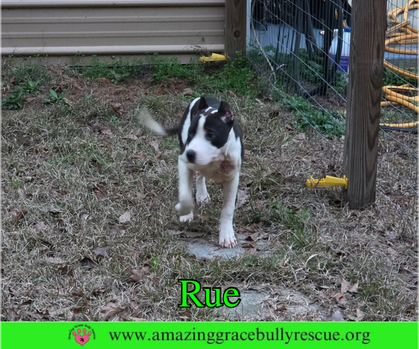 Medium Photo #1 Bulldog-Unknown Mix Puppy For Sale in Milton, FL, USA