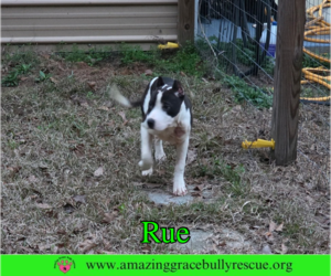 Bulldog-Unknown Mix Dogs for adoption in Milton, FL, USA