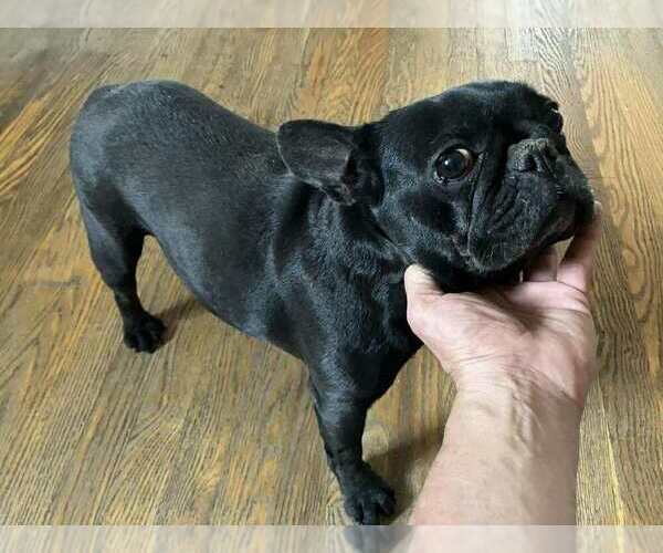 Medium Photo #7 French Bulldog-Unknown Mix Puppy For Sale in Lakewood, CO, USA