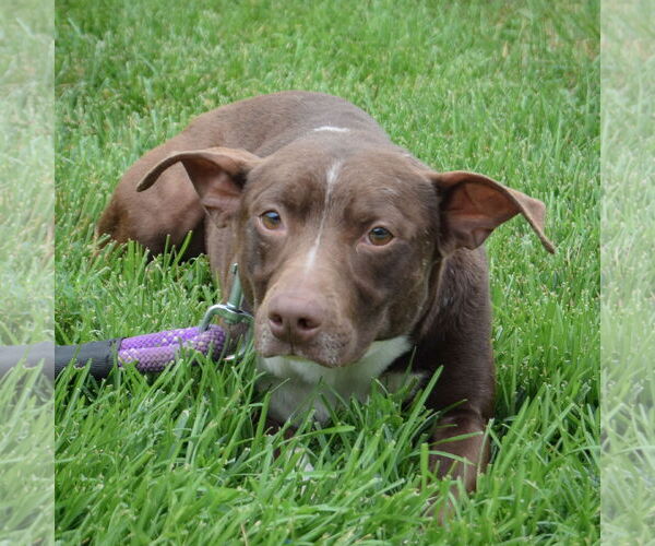 Medium Photo #4 Beagle-Chihuahua Mix Puppy For Sale in Huntley, IL, USA