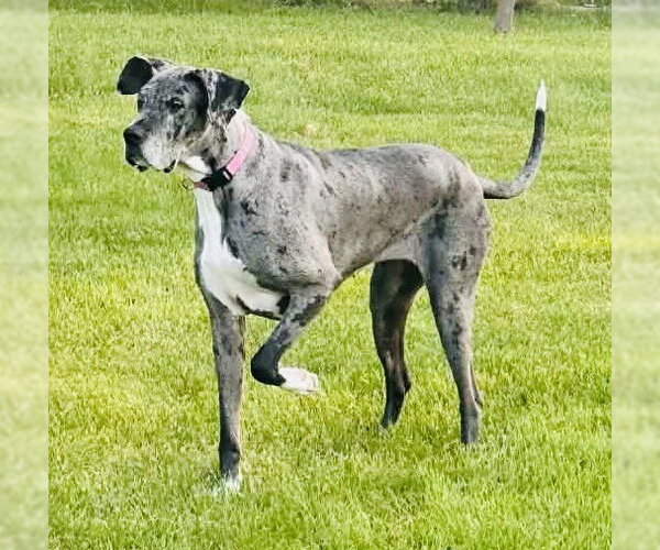 Medium Photo #1 Great Dane-Unknown Mix Puppy For Sale in Germantown, OH, USA