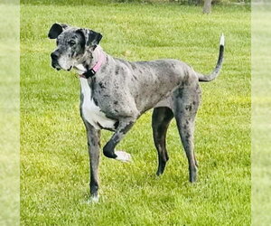 Great Dane-Unknown Mix Dogs for adoption in Germantown, OH, USA
