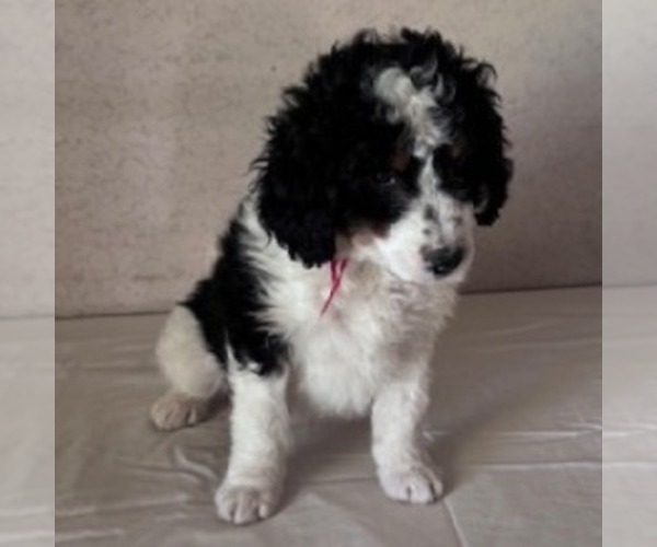 Medium Photo #1 Bernedoodle Puppy For Sale in FREDONIA, PA, USA