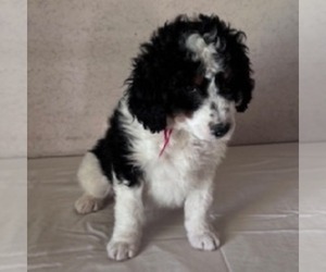 Bernedoodle Puppy for sale in FREDONIA, PA, USA
