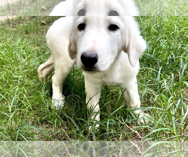 Medium Photo #3 Great Pyrenees Puppy For Sale in Spring, TX, USA