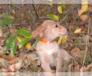 Golden Retriever Puppy for sale in CROSSVILLE, TN, USA