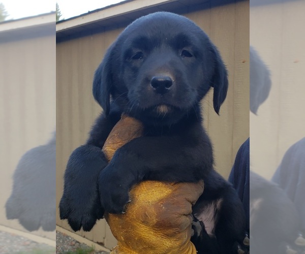 Medium Photo #39 Labrador Retriever Puppy For Sale in OLYMPIA, WA, USA