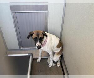 Australian Shepherd Dogs for adoption in Corona, CA, USA