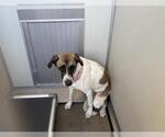 A165894 - Female Australian Shepherd Dog for Adoption - Small photo