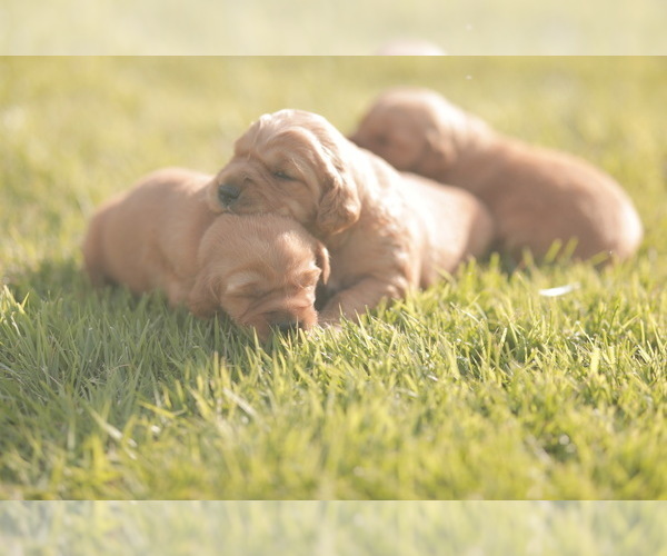 Medium Photo #4 Golden Retriever Puppy For Sale in FREDONIA, KY, USA