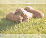 Small #3 Golden Retriever
