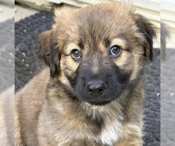 Medium Photo #3 Labrador Retriever-Unknown Mix Puppy For Sale in San Diego, CA, USA