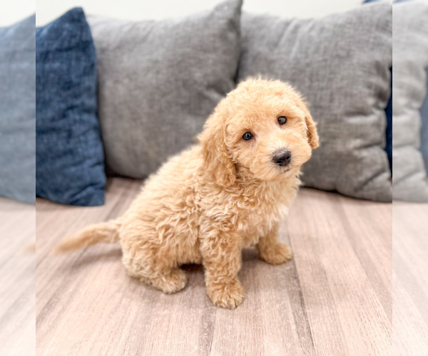 Medium Photo #44 Miniature Labradoodle Puppy For Sale in MILLERSBURG, OH, USA