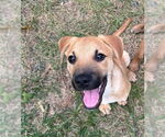 Small Black Mouth Cur-Labrador Retriever Mix