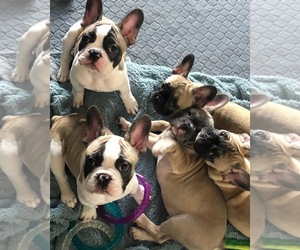 French Bulldog Puppy for sale in Airdrie, Alberta, Canada