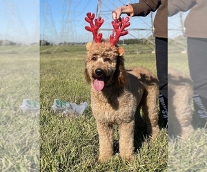 Goldendoodle Puppy for sale in SUGAR LAND, TX, USA