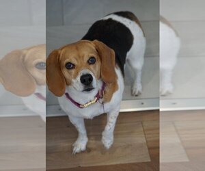 Beagle Dogs for adoption in Crystal , MN, USA