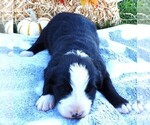 Puppy Puppy 3 Male Bordernese