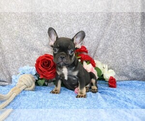 French Bulldog Puppy for sale in WOOSTER, OH, USA