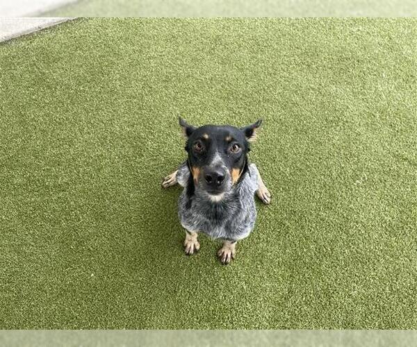 Medium Photo #2 Mutt Puppy For Sale in Waco, TX, USA