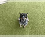 Small #1 Mutt