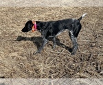 Small Photo #1 German Shorthaired Pointer Puppy For Sale in FREMONT, NE, USA