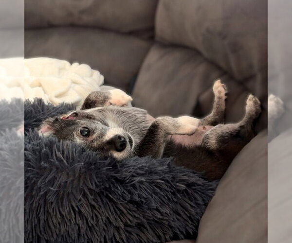 Medium Photo #4 Chihuahua-Unknown Mix Puppy For Sale in Fargo, ND, USA