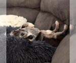 Small #3 Chihuahua Mix