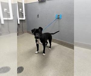 American Pit Bull Terrier-Unknown Mix Dogs for adoption in Las Vegas, NV, USA
