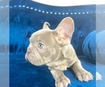 Small Photo #21 French Bulldog Puppy For Sale in GREAT BARRINGTON, MA, USA