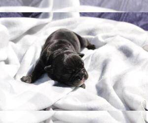 English Bulldog Puppy for sale in HOLLYWOOD, FL, USA