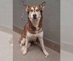 Small Siberian Husky Mix