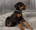 Small #6 Doberman Pinscher