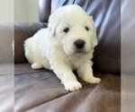 Puppy Brown Collar Great Pyrenees