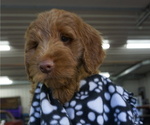 Small Photo #10 Goldendoodle Puppy For Sale in LENA, IL, USA