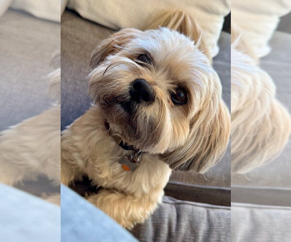 Medium Photo #3 Lhasa Apso-Unknown Mix Puppy For Sale in Andover, MN, USA