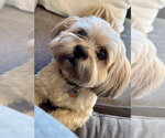 Small #2 Lhasa Apso Mix