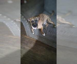 Mutt Dogs for adoption in San Antonio, TX, USA