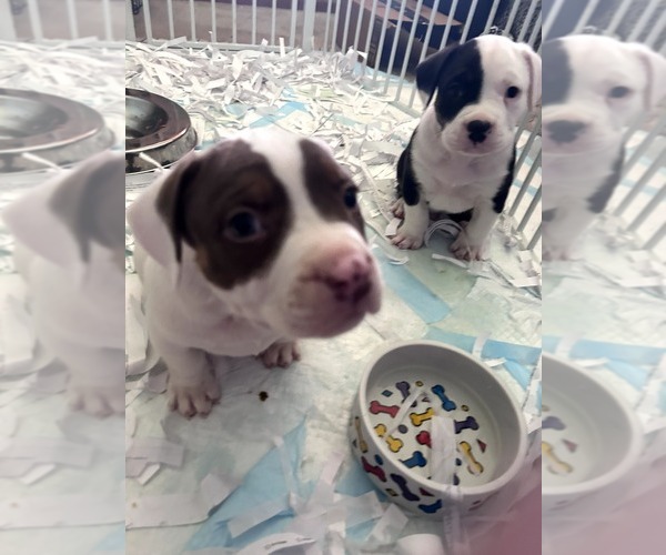 Medium Photo #3 American Bully Puppy For Sale in FRIDLEY, MN, USA