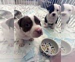 Small #2 American Bully