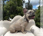 Small Photo #2 French Bulldog Puppy For Sale in LAKE CITY, FL, USA