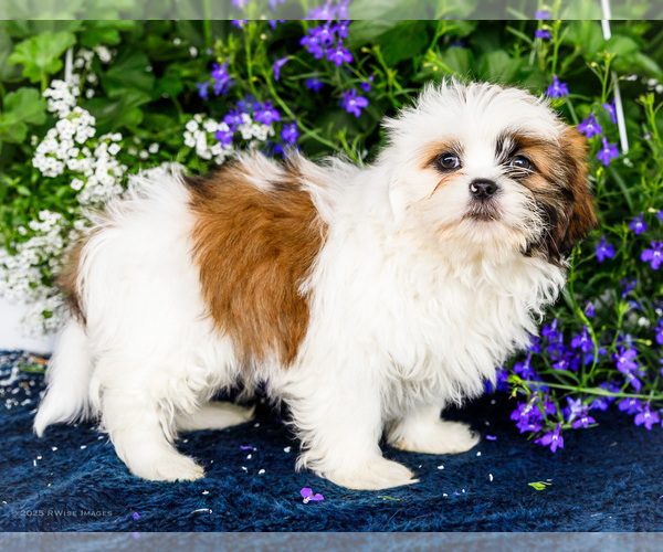 Medium Photo #44 Shih Tzu Puppy For Sale in WAKARUSA, IN, USA