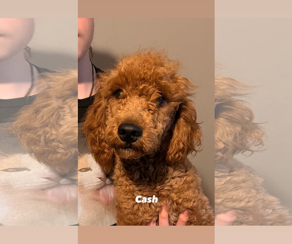 Medium Photo #2 Goldendoodle Puppy For Sale in Plainfield, IL, USA