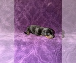 Small Photo #18 Dachshund Puppy For Sale in BLMGTN, IN, USA