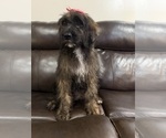 Small Photo #26 Saint Berdoodle Puppy For Sale in DINWIDDIE, VA, USA