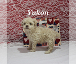 Small #11 Poodle (Toy)