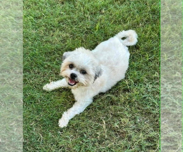 Medium Photo #1 Shih Tzu-Unknown Mix Puppy For Sale in FRAMINGHAM, MA, USA