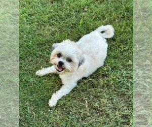 Shih Tzu-Unknown Mix Dogs for adoption in FRAMINGHAM, MA, USA